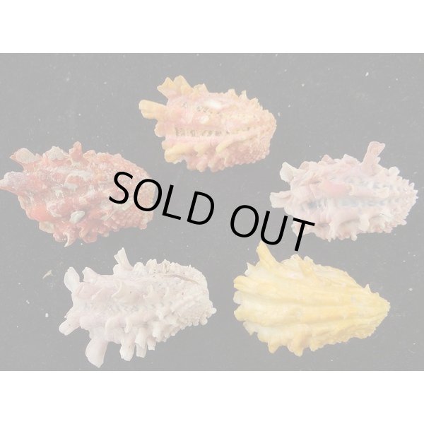 画像2: フトウネトマヤ (2)