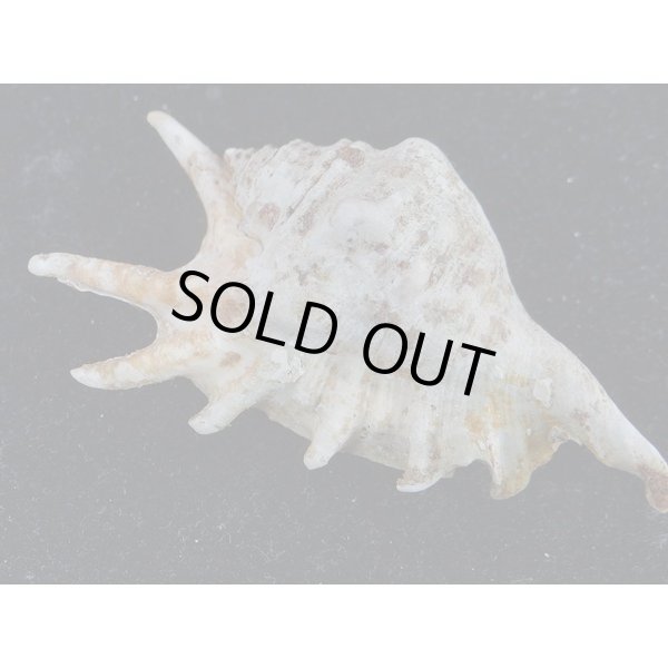 画像2: アダミィークモガイ近似? 2 (2)