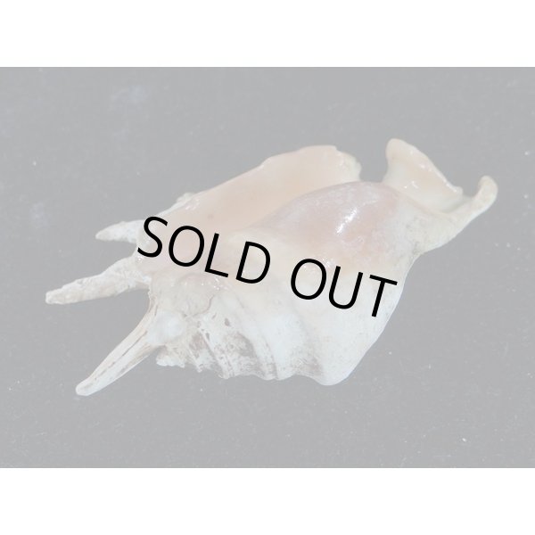 画像3: アダミィークモガイ近似? 2 (3)