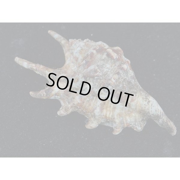 画像2: アダミィークモガイ近似? 4 (2)