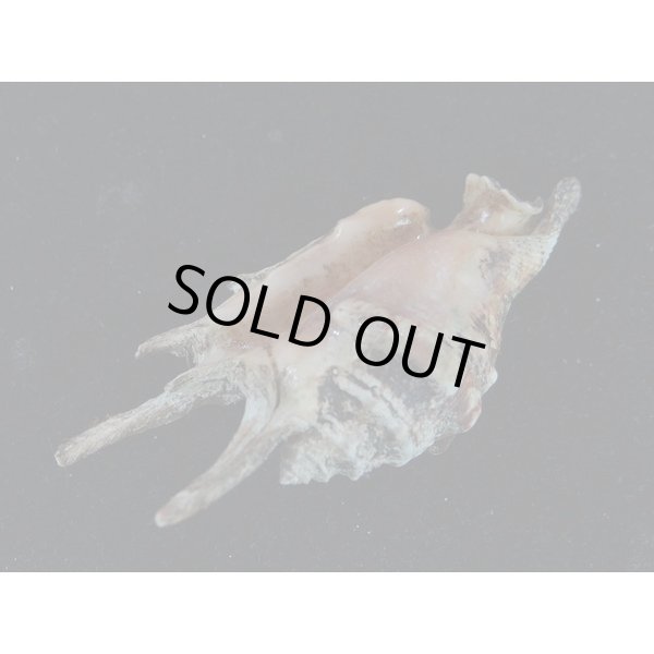 画像3: アダミィークモガイ近似? 4 (3)