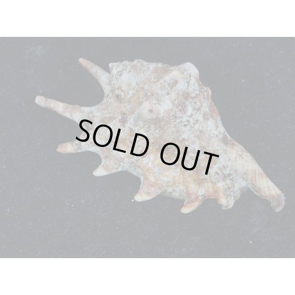 画像2: アダミィークモガイ近似? 6 (2)