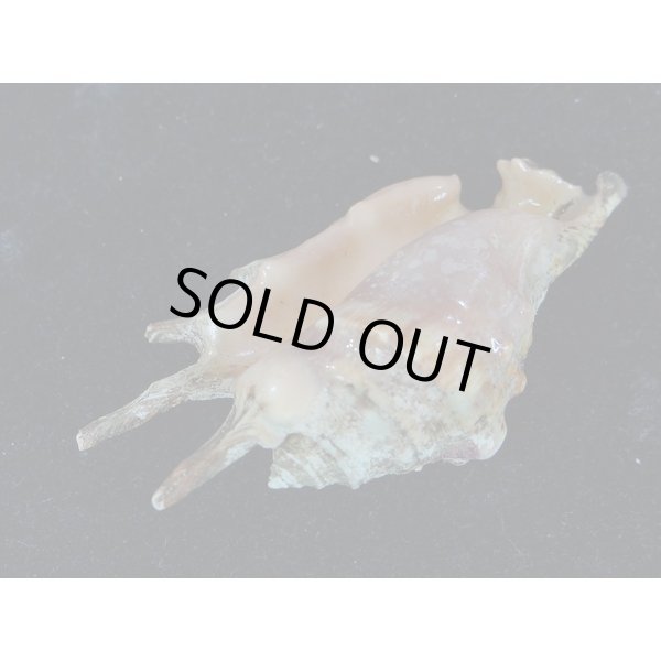 画像3: アダミィークモガイ近似? 6 (3)