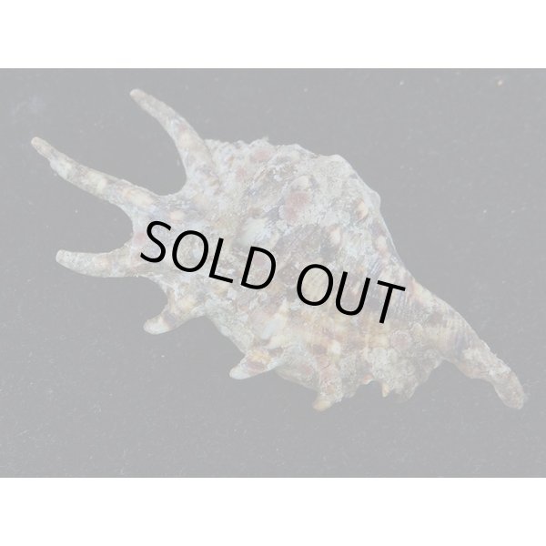 画像2: アダミィークモガイ近似? 7 (2)