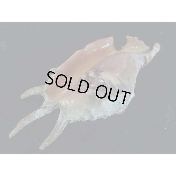 画像3: アダミィークモガイ近似? 7 (3)