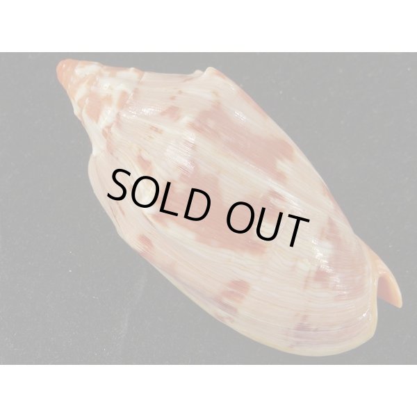 画像2: クレナイコオロギ　変異型 (2)