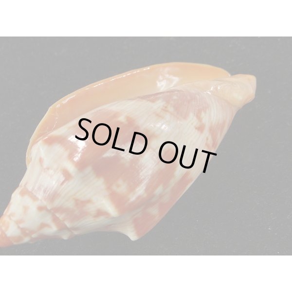 画像3: クレナイコオロギ　変異型 (3)