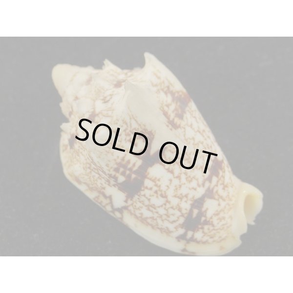 画像2: キングチコオロギ (2)