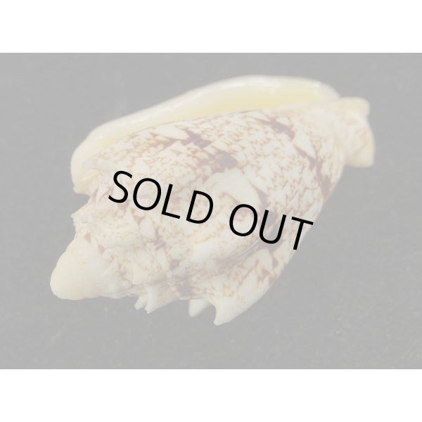 画像3: キングチコオロギ (3)