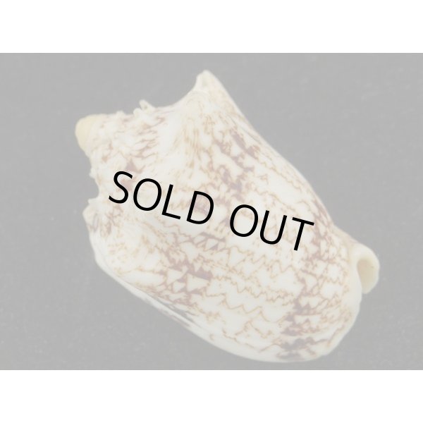 画像2: キングチコオロギ (2)