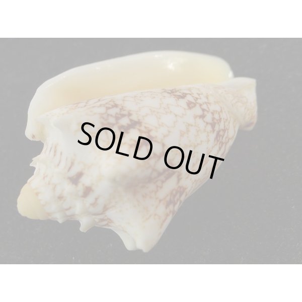 画像3: キングチコオロギ (3)