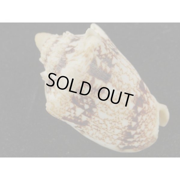 画像2: キングチコオロギ (2)