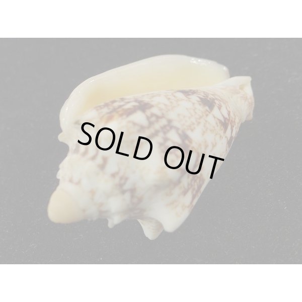 画像3: キングチコオロギ (3)