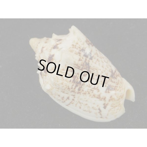 画像2: キングチコオロギ (2)