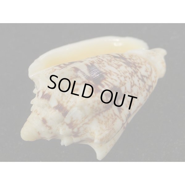 画像3: キングチコオロギ (3)