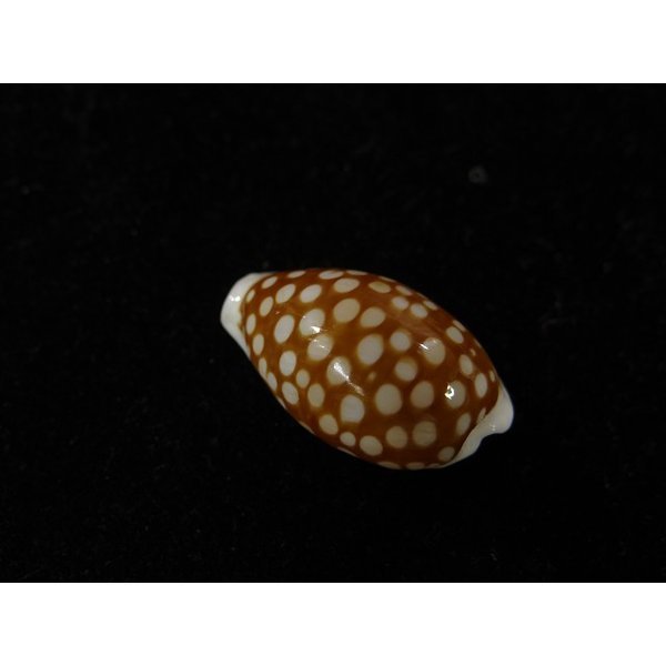 画像2: アフリカカノコダカラ (コマカノコダカラ) (2)