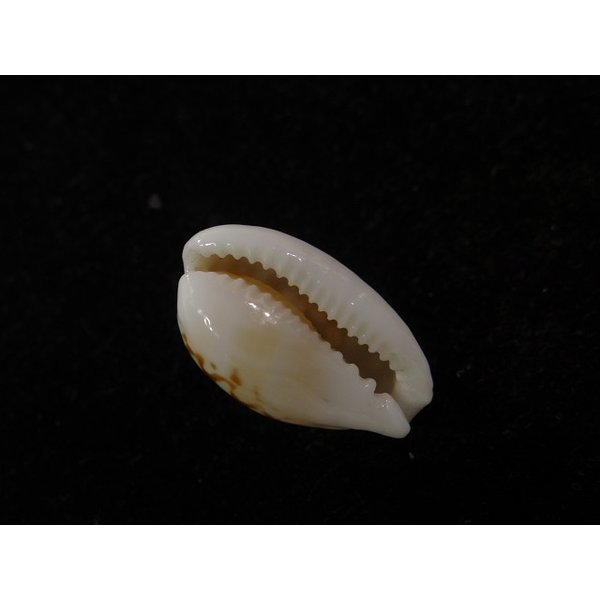 画像3: アフリカカノコダカラ (コマカノコダカラ) (3)