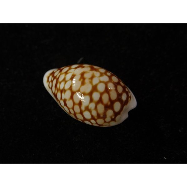 画像2: アフリカカノコダカラ (コマカノコダカラ) (2)