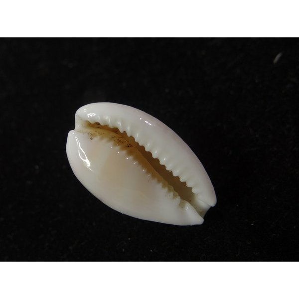 画像3: アフリカカノコダカラ (コマカノコダカラ) (3)