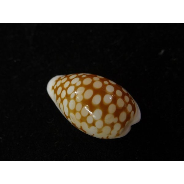 画像2: アフリカカノコダカラ (コマカノコダカラ) (2)