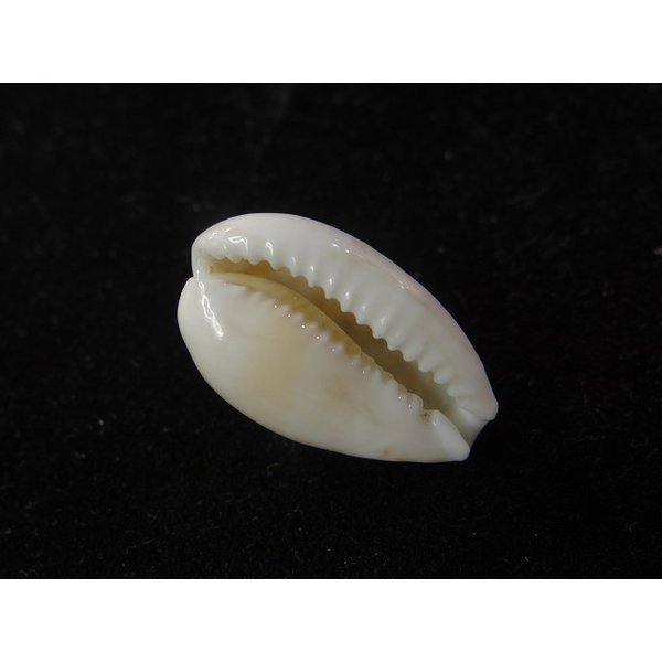 画像3: アフリカカノコダカラ (コマカノコダカラ) (3)