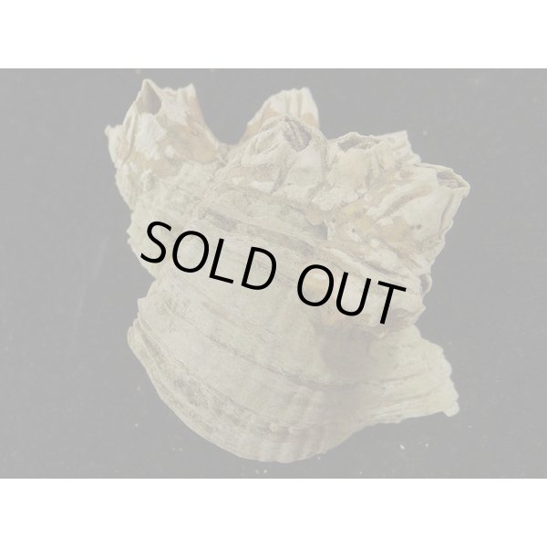 画像2: ナンキョクツノオリイレ 採れたまま (2)