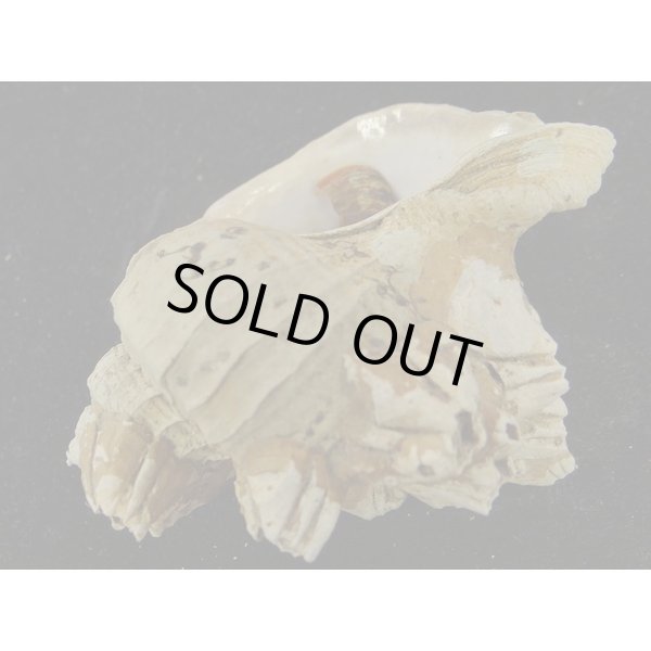 画像3: ナンキョクツノオリイレ 採れたまま (3)