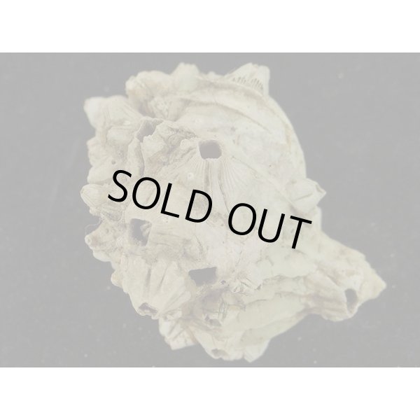 画像2: ナンキョクツノオリイレ 採れたまま (2)