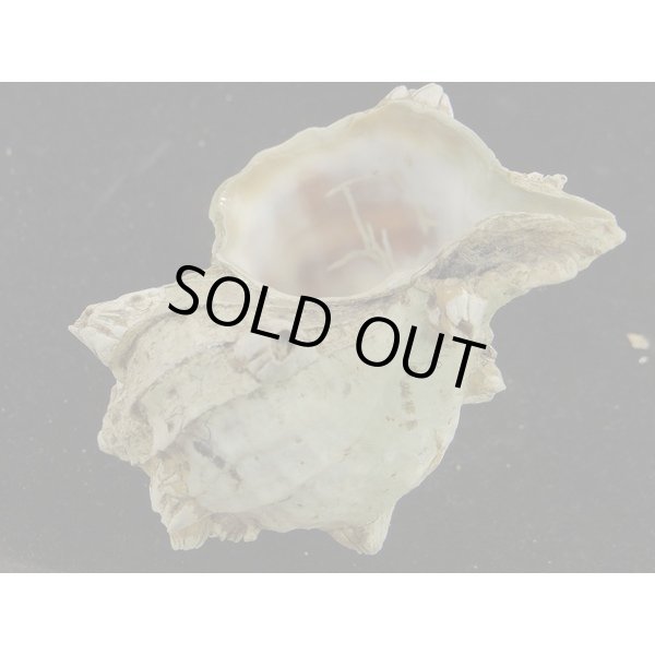 画像3: ナンキョクツノオリイレ 採れたまま (3)