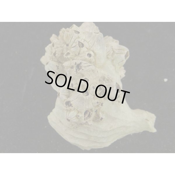 画像2: ナンキョクツノオリイレ 採れたまま (2)