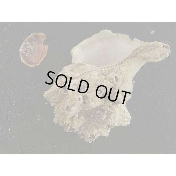 画像3: ナンキョクツノオリイレ 採れたまま (3)