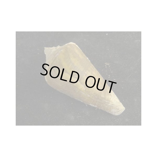 画像2: エンマイモ (2)