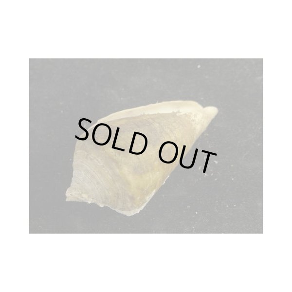 画像3: エンマイモ (3)