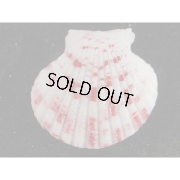 画像2: ニシキヒヨク　濃色 (2)