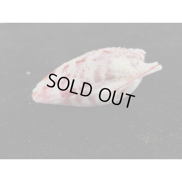 画像3: ニシキヒヨク　濃色 (3)