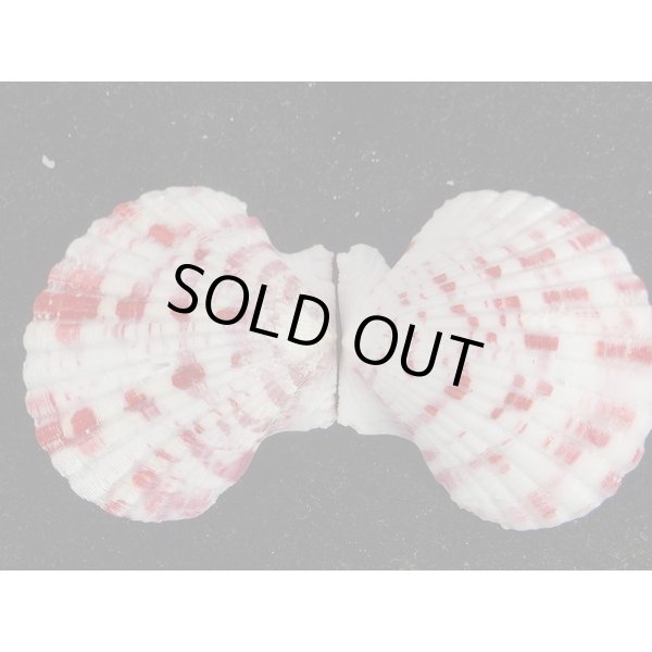 画像4: ニシキヒヨク　濃色 (4)