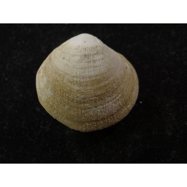 画像2: オオギンスナゴ ? (2)