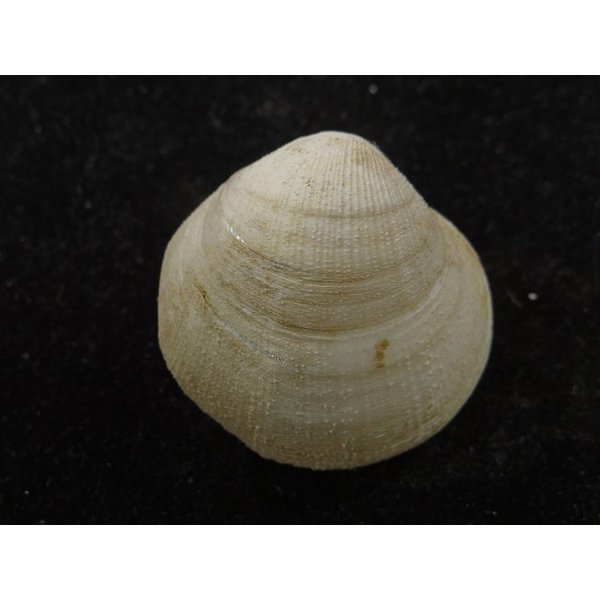 画像2: オオギンスナゴ ？ (2)