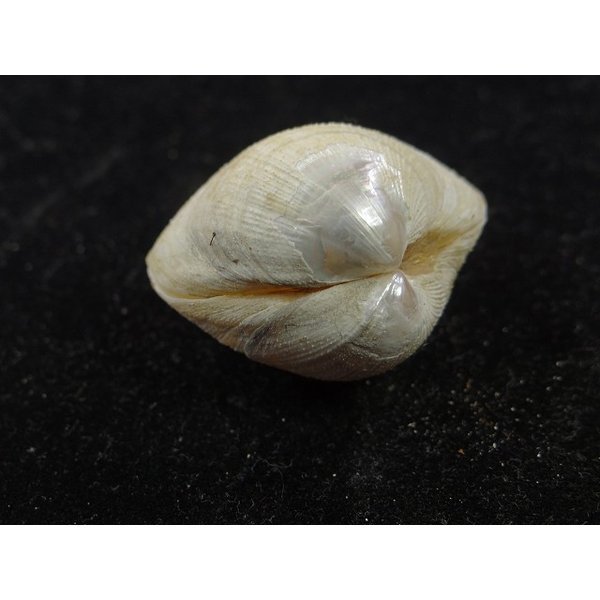 画像3: オオギンスナゴ ？ (3)