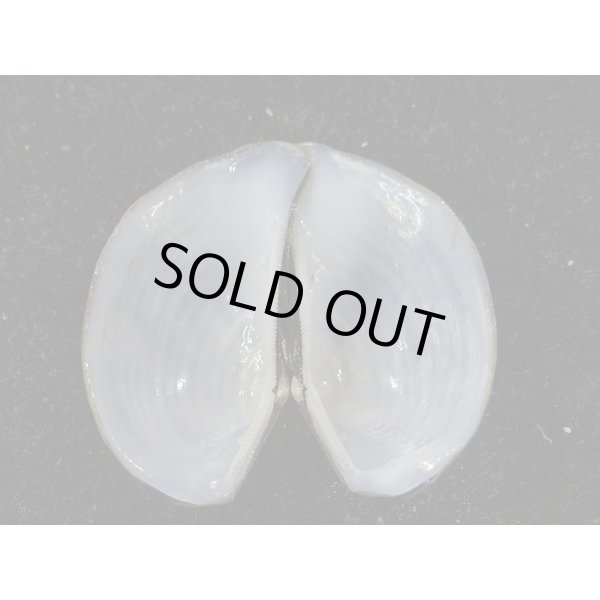 画像2: オオクロニシキソデ(仮) (2)