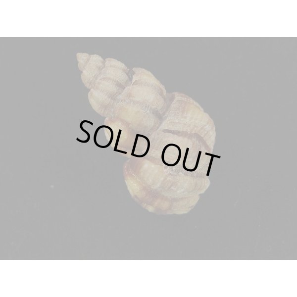 画像2: ダテゴロモ 大 (2)