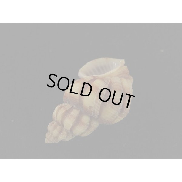 画像3: ダテゴロモ 大 (3)