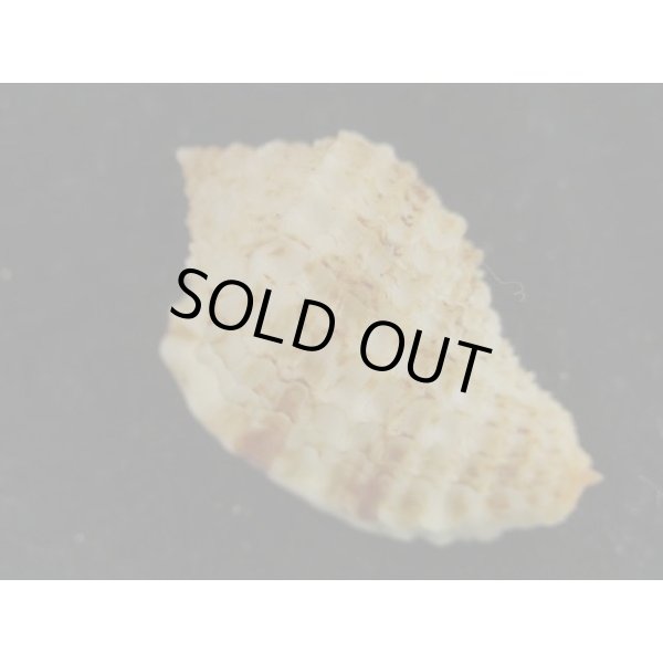 画像2: ワタナベオニムシロ 老成 (2)