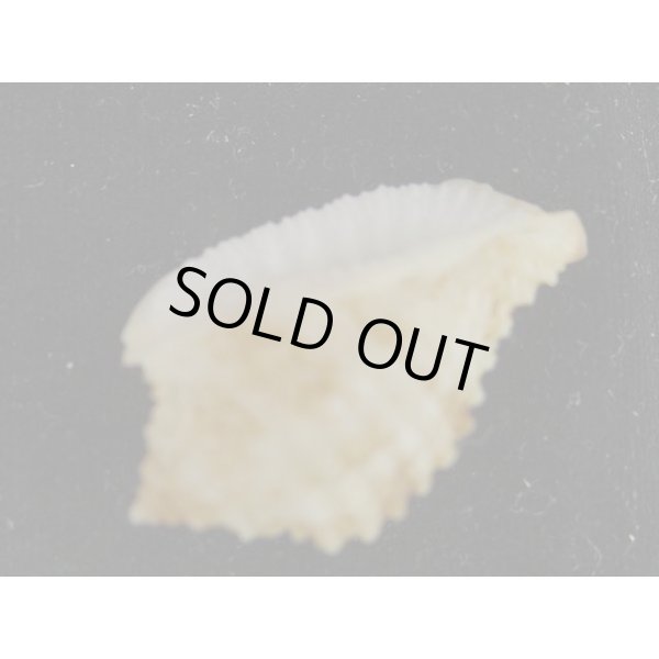 画像3: ワタナベオニムシロ 老成 (3)