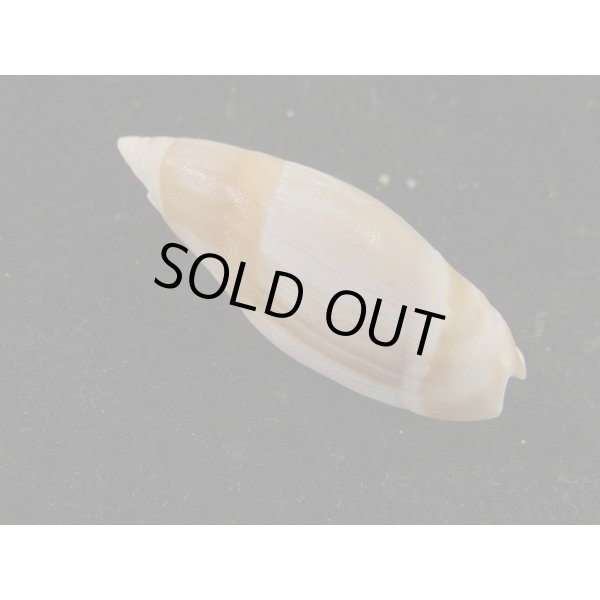 画像2: ホサキリュウグウボタル (2)