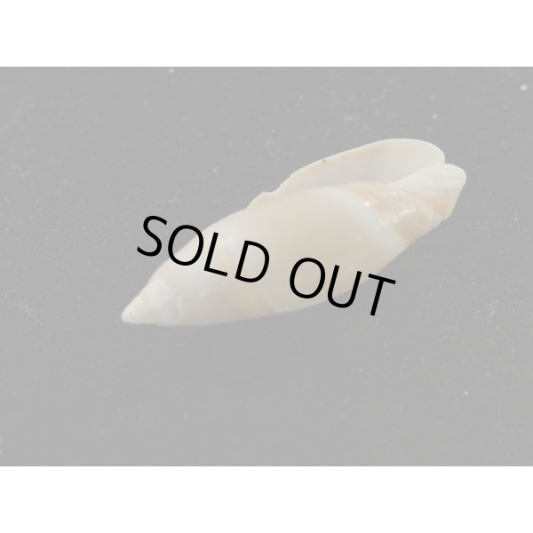 画像3: ホサキリュウグウボタル (3)