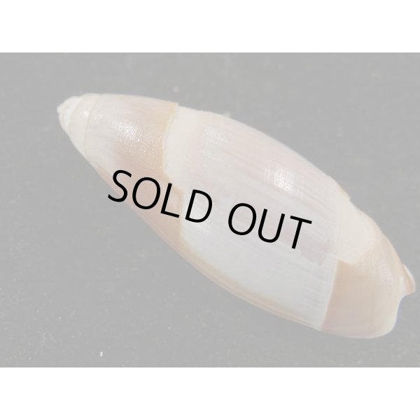 画像2: ホサキリュウグウボタル (2)