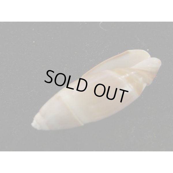 画像3: ホサキリュウグウボタル (3)