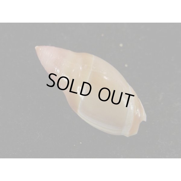 画像2: タカサゴリュウグウボタル (2)