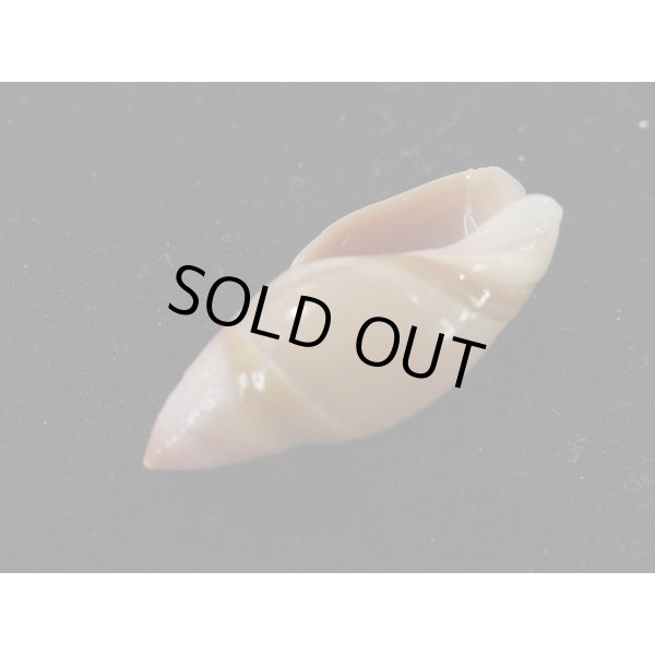 画像3: タカサゴリュウグウボタル (3)